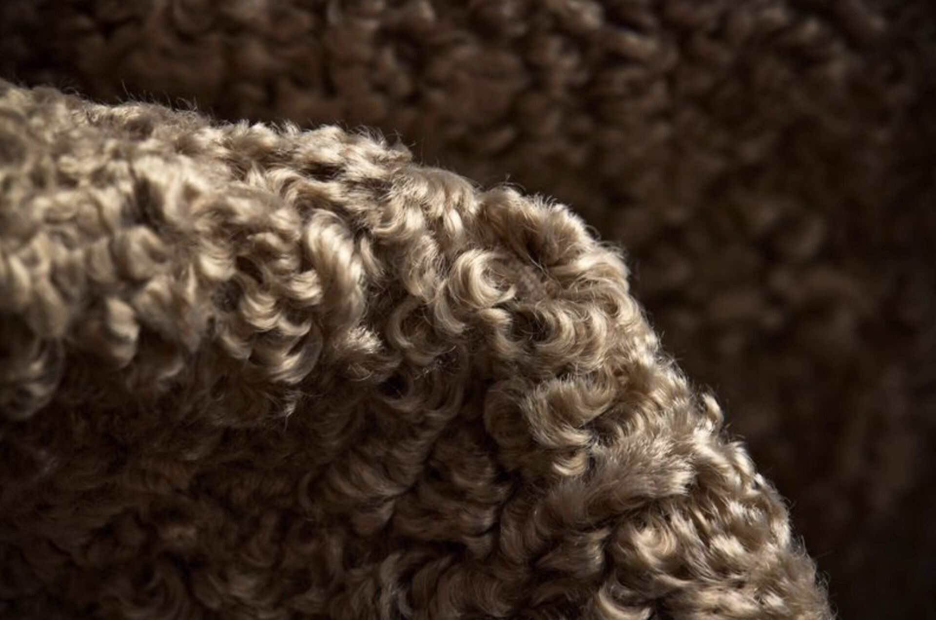 Lambswool pile, Supreen